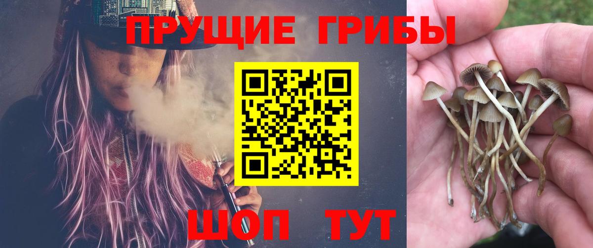 Псилоцибиновые грибы мицелий Шадринск